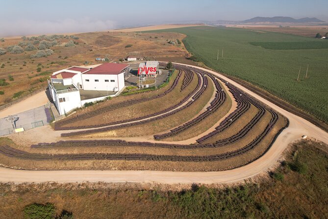 Aroma sampling of 5 Bulgarian Lavender varieties at DiVes Winery - What happens during the 30 to 40 minutes