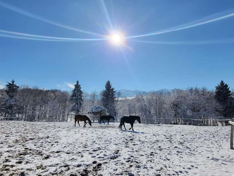 Borovets: Horse Riding Experience - Meeting the horses and the people at the ranch