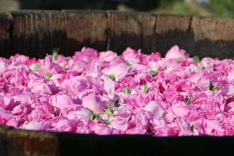 From Sofia: Rose Valley Tour & UNESCO Site Kazanlak - Key points to know before booking