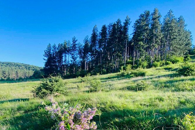 From Sofia The Beauty of the Countryside and a Homemade Lunch - A gentle walk through the pine forest