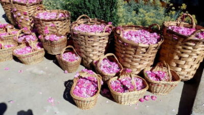 The Rose Valley & Koprivshtitsa 12 hrs Day Tour