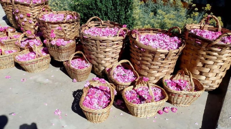 From Sofia: The Rose Valley & Koprivshtitsa 12 hrs Day Tour - The Rose Valley and Bulgaria’s famous oil