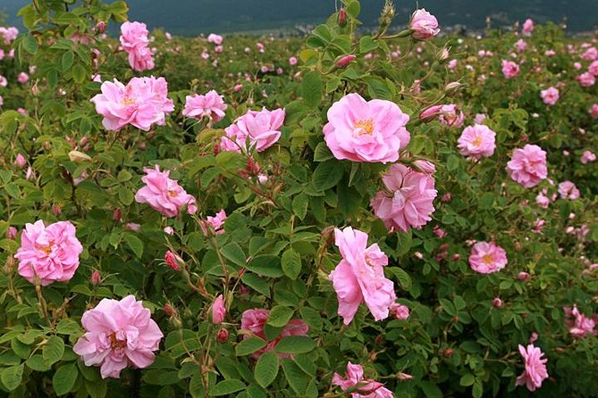 From Sofia:The Valley of the Roses&Koprivshtitsa Small Group Tour - The long ride back to Sofia
