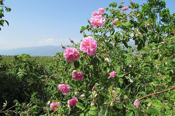 Kazanlak-Rose Valley-Valley of the Thracian Kings - private tour from Plovdiv - Goliama Kosmatka and the tomb of Seuthes III