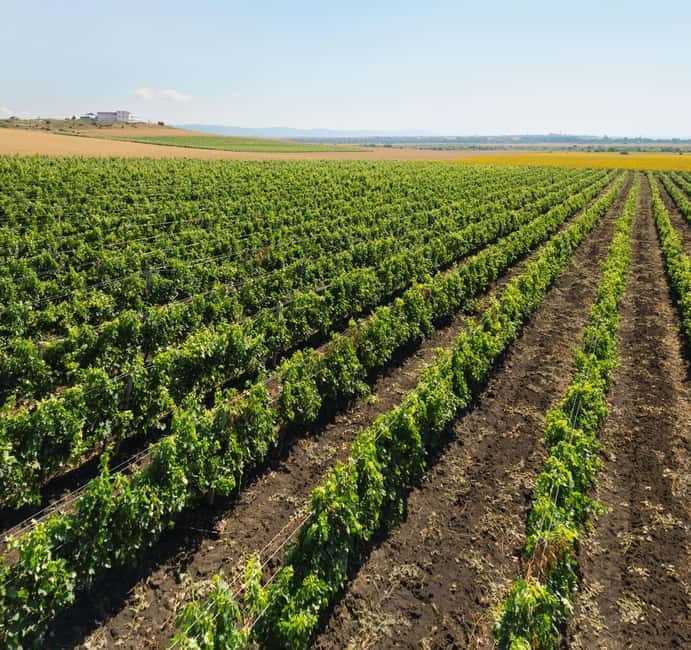 Nessebar: Guided Tour in English with Wine Tasting - Is $50 good value?