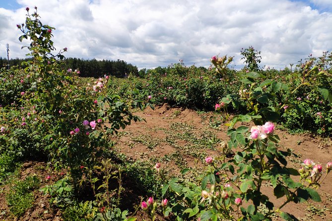 Private Access Rose Festival Kazanlak 05-07.06.2025 - Starting in the Valley of Roses