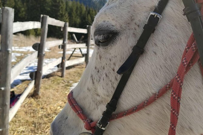 Private Horseback Riding the Rila Range - Horses, safety, and riding ability