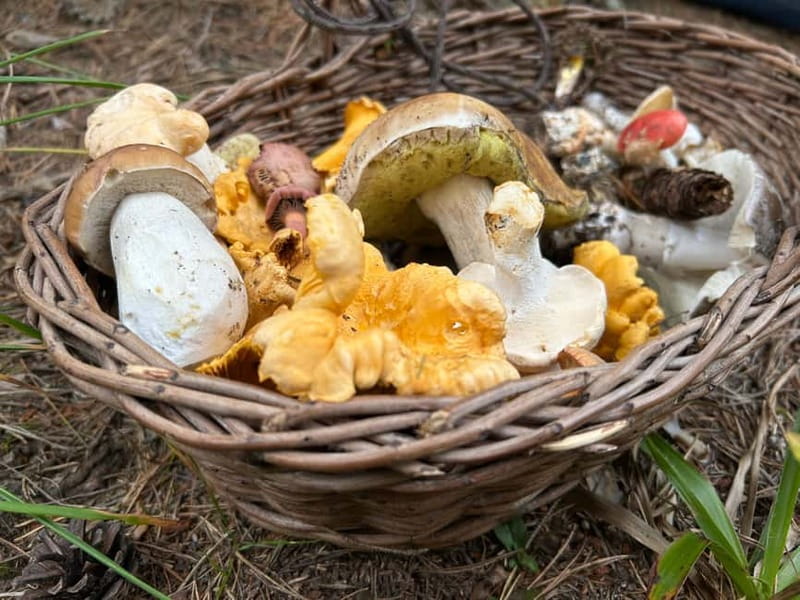 Sofia: Culinary Adventure To The Fungi And Botanical Kingdom - Why this Sofia outing feels different