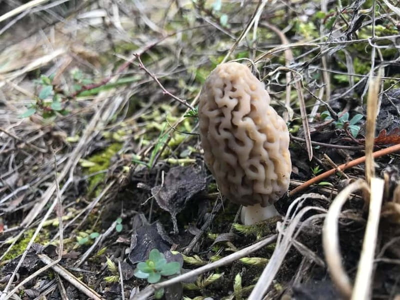 Sofia: Culinary Adventure To The Fungi And Botanical Kingdom - Learning the mushrooms, flowers, and forest plants