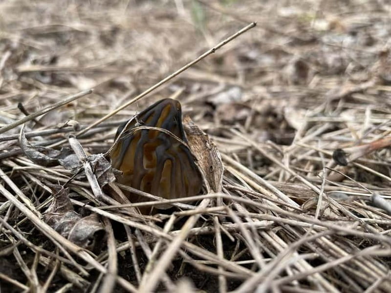 Sofia: Culinary Adventure To The Fungi And Botanical Kingdom - A photo hunt for patient observers