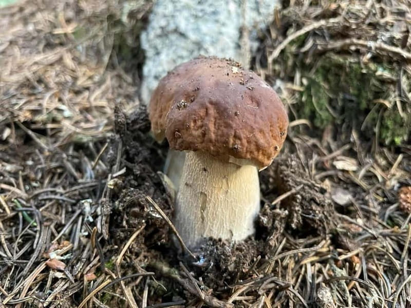 Sofia: Culinary Adventure To The Fungi And Botanical Kingdom - The guide makes or breaks the experience