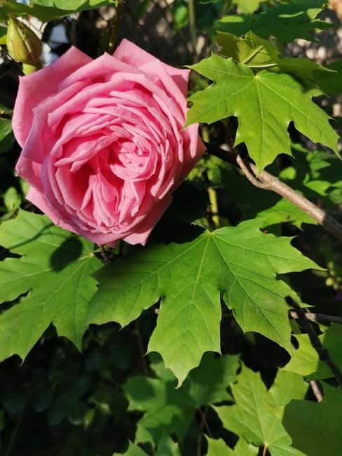 Sofia – Kazanluk Rose Valley & Oil Distillery Tour - Key points at a glance