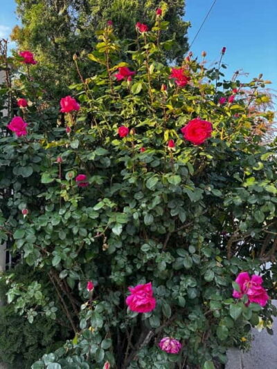 Kazanluk Rose Valley & Oil Distillery Tour