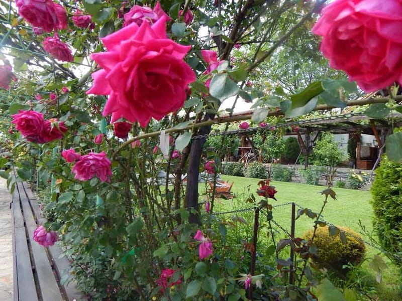 Sofia – Kazanluk Rose Valley & Oil Distillery Tour - Rose season and the early June question