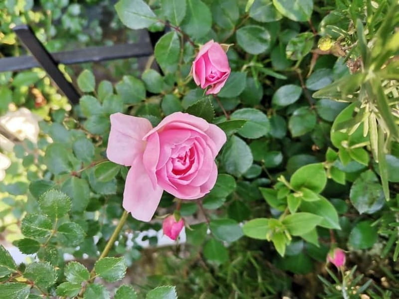 Sofia – Kazanluk Rose Valley & Oil Distillery Tour - Who will enjoy this tour most?