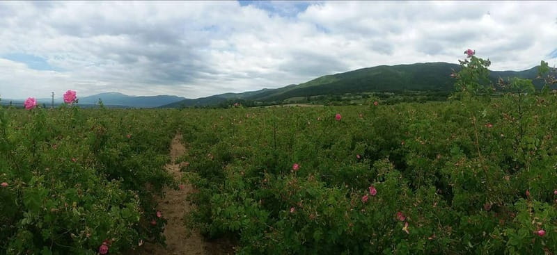 Sofia – Kazanluk Rose Valley & Oil Distillery Tour - Should you book the Rose Valley tour?