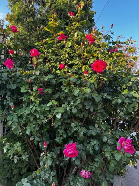 Sofia – Kazanluk Rose Valley & Oil Distillery Tour - Damascena: from rose petals to useful souvenirs