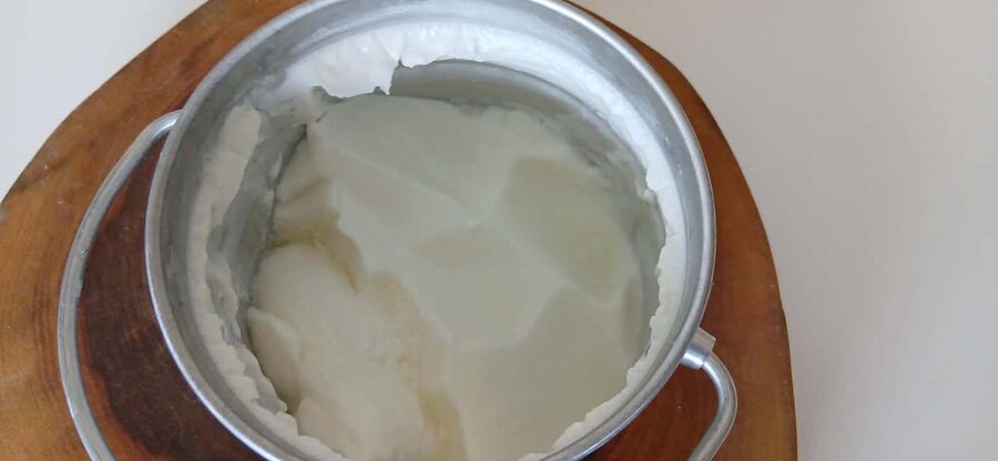 Sofia: Taste Bulgarian Yogurt Kiselo Mlyako in a Family Home - Five bowls, four kinds of milk, and one useful comparison