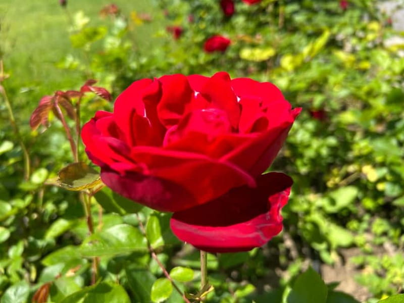 Sofia:The Highlights of Bulgaria - Rose Valley and Buzludzha - Is $124 a fair price?