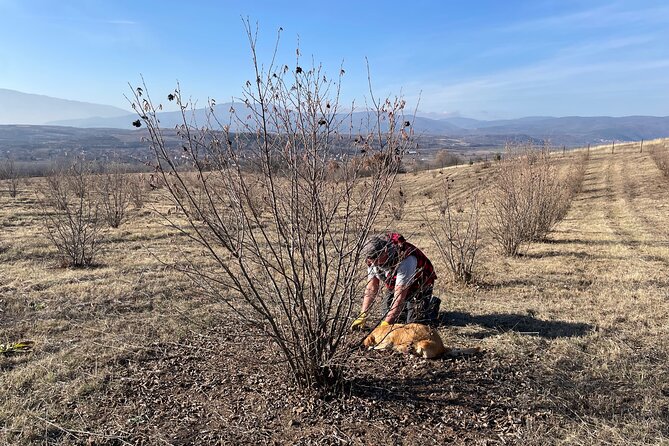 Truffle Hunting in Kyustendil - How it compares with an ordinary food tour